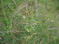 Poa bulbosa.jpeg