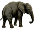 Elephant white background.png