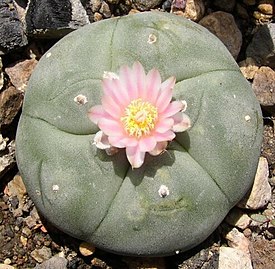 Lophophora.jpg