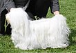 Bichon Havanese.jpg