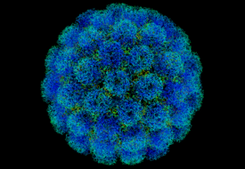 Symian virus.png