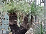 Xanthorrhoea preissii1.jpg