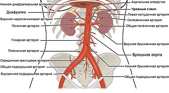 Брюшная аорта и её ветви