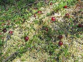 Клюква обыкновенная (Vaccinium oxycoccos)