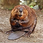 American Beaver.jpg