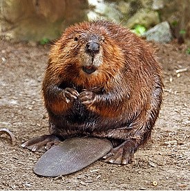 American Beaver.jpg