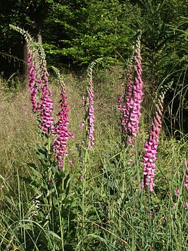 Digitalis purpurea — Наперстянка пурпурная — типовой вид рода Наперстянка