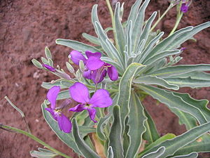 Matthiola incana (Flowers).jpg