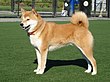 Taka Shiba.jpg