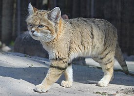 Sandkat1 (Felis margarita).jpg