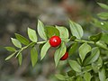 Филлокладии у иглицы (Ruscus aculeatus)