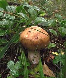 Russula foetens Mitin.JPG