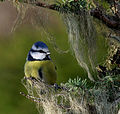 Blue tit pho.jpg