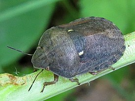 Eurygaster integriceps.jpg