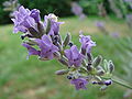 Lavandula Macro.JPG