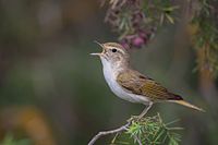 Phylloscopus bonelli 2.jpg