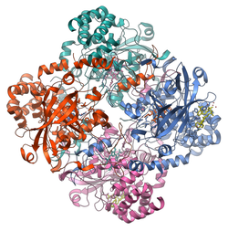 Catalase Structure.png