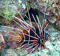 Clearfin Lionfish.jpg