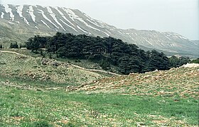 Cedars01(js).jpg