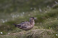 Great Skua.jpg