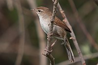 37-090505-cettis-warbler-at-Kalloni-east-river.jpg