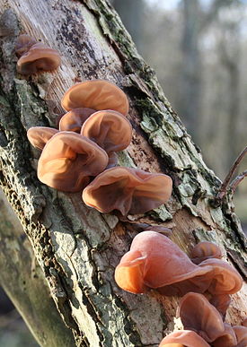 Auricularia auricula-judae (xndr).jpg