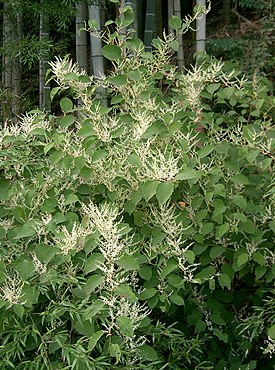 Fallopia japonica1.jpg