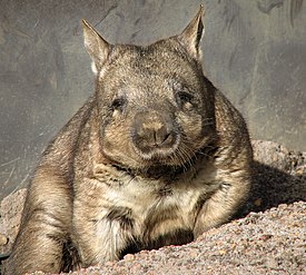 Длинношёрстный вомбат (Lasiorhinus latifrons)