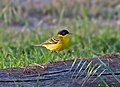 Black-headed wagtail.jpg