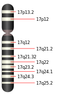 Chromosome 17.svg