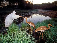 Oka nature reserve.jpg