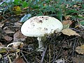 Amanita citrina 4.jpg