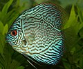 Blue Discus.jpg