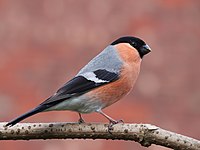 Bullfinch side-on.jpg