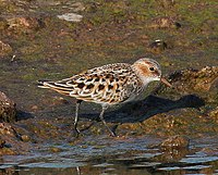 Little Stint.jpg