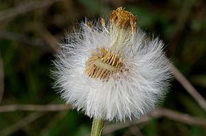 Tussilago-farfara 0018 a.jpg