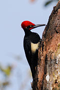 WhiteBelliedWoodpecker.JPG