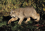 Lynx-canadensis.jpg