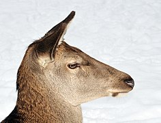 Cervus elaphus (female).jpg