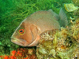 Epinephelides armatus.jpg