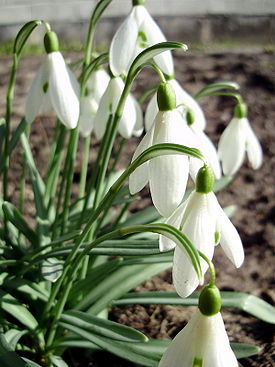 Galanthus nivalis 1.jpg