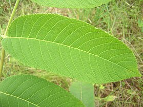 Juglans mandshurica leaflet.jpg