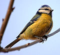 Blue Tit aka.jpg