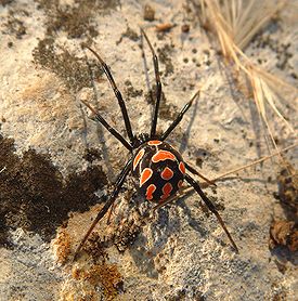 Latrodectus tredecimguttatus female.jpg