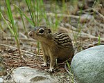 Groundsquirrel4-300.jpg