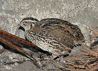 Coturnix coturnix (Lmbuga).jpg