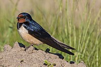 Rauchschwalbe Hirundo rustica.jpg