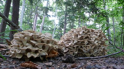 Umbrella Polypore.jpg