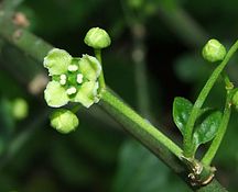 Euonymus europaeus flower.jpg