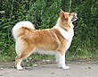 IcelandSheepdog21.jpg